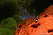 Agelas-clathrodes-Elacatinus Gobiosoma-evelynae gobie Bonaire Sampler-10m-20180219-Denis-ADER-DSC_6675_tn